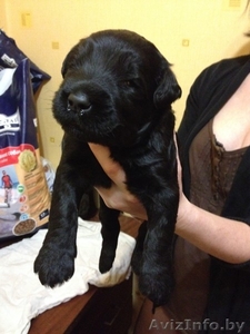 Щенки ризеншнауцера! #1036597