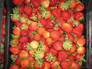 Продам саженцы клубники  #962655