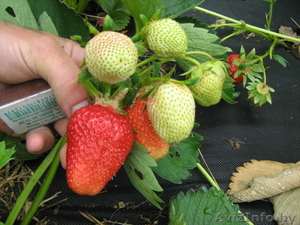 ПРОДАМ САЖЕНЦЫ КЛУБНИКИ И МАЛИНЫ #941751