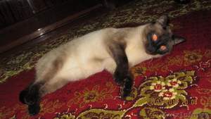 в дар голубоглазый красавец кот #1031783