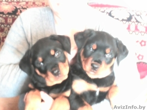 щенки ротвейлера...Тел-80298418014 #1035430