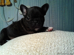 Самые красивые щенки французского бульдога #1036002