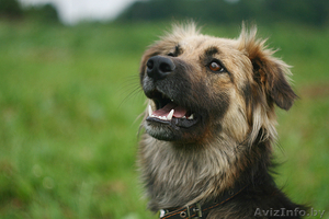 Молодая овчаристая собака Мона в дар! #1036303