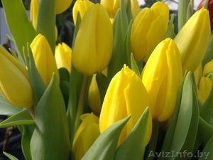 Тюльпаны,  крокосы,  примула #1047088