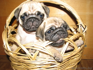 элитные подрощенные щенки мопса с отличной родословной #1034490