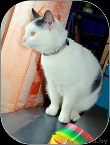 Коты-подростки ищут новый дом #1031596