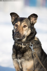 Аста - великолепная собака в дар #1031398