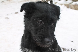 Щенулька в дар. Дарим счастье) #1048285