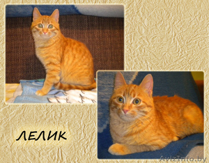 Лелик в добрые руки #1038110