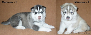 Сибирский Хаски Щенки #1040181