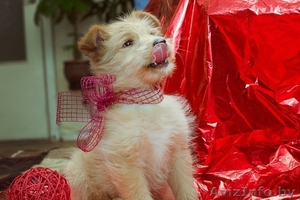 Щеночек Атос в дар!!! #1031733