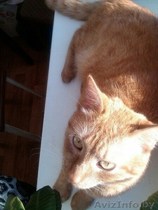 Отдам котика в хорошие руки #1038660