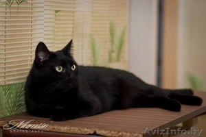 пуся в добрые руки #1039541