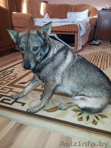 Имя собачке придумаете сами… #1032055