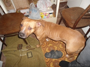 Ника - стаффордширский терьер в дар #1031394