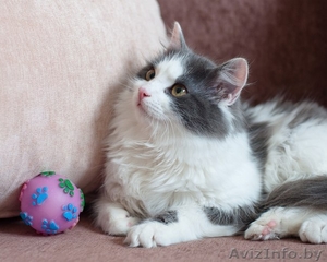 Пушистый котенок в дар! #1040825