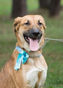 Топси - замечательная собака в дар #1031396