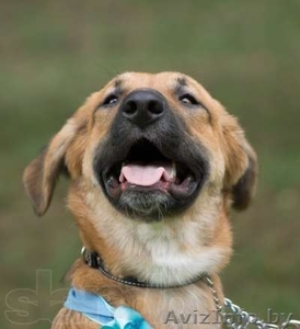 Топси - самая добрая собака в дар! #1043401