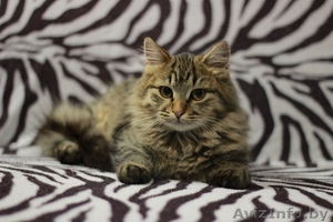 Стерилизованная кошечка-подросток в дар!! #1040828