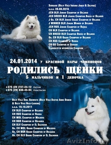 Продаются Щенки Самоеда  #1032124