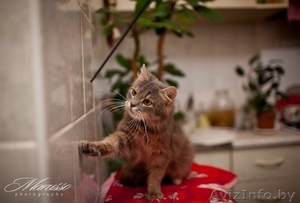 мышкин в добрые руки #1039544