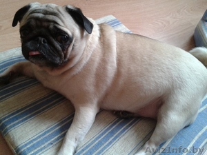 Мопсиха-потеряшка в дар!! #1035300