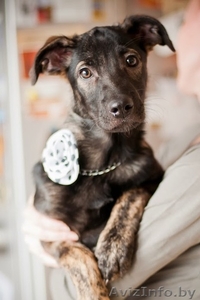 Зара - чудесный щенок девочка в дар #1042311