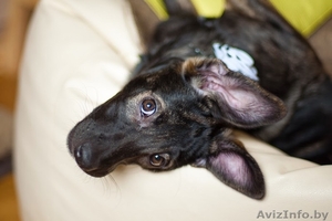 Зарина - чудесный щенок девочка в дар #1042314