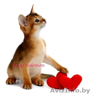 Абиссинский котик #1057103