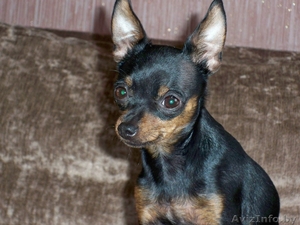 Чёрно-подпалый кабель той-терьера готов для вязки #1063806