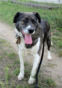 Молодой Боб в дар #1062050