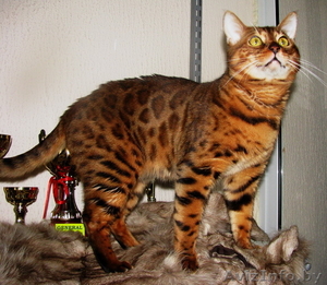 Вязка бенгальских кошек Питомник бенгальских кошек #1035004
