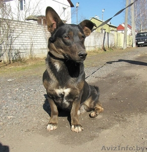 Чак! Замечательный пес в дар! #1057849