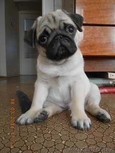 мопса щенок продается #1062635