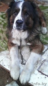 отдаётся в хорошие руки #1054927