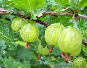 Саженцы ягодных кустарников #1056587