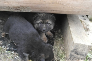 В дар щенки немецкой овчарки 2 мес #1056013