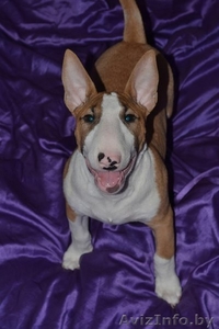 Девочка стандартного бультерьера #1057233