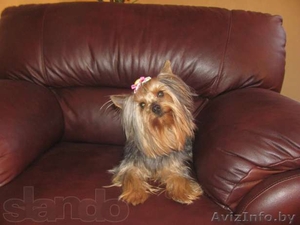  Милый,  ласковый мини йорк приглашает дам для встреч #1058883