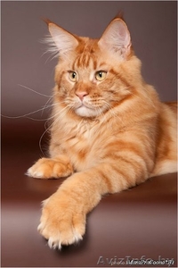 Мэйн Кун котята #423517