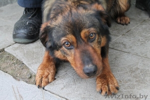 Добрейший пес ищет семью #1054970