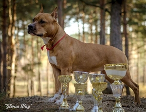 Шикарные девочки Американского стаффордширского терьера.  #1057110