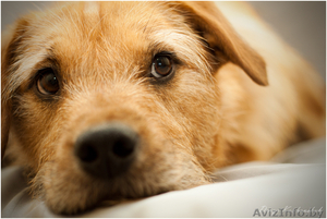 Молодой песик в дар #1062051