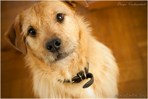 Рыжее счастье стучится в ваш дом - впустите его! #1063008