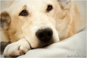 Деликатная собачка в дар #1062053