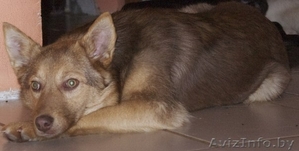 Шоколадная красавица в добрые руки #1049339