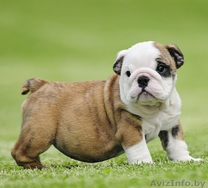 Английский бульдог щенки  #1063674