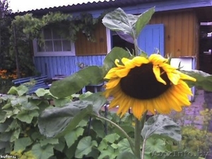 Продам дачу в Могилевском районе #1049735