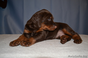 достойные щенки добермана от титулованных родителей #1057521