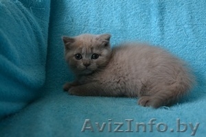 Британский котик, продам #1051641